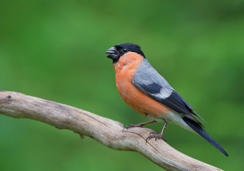 Eurasian bullfinch sitting on the branch, with clean green background, Finland, Europe