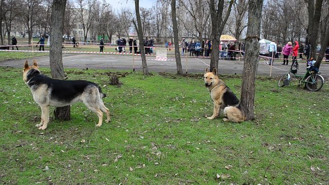 Dogs waiting for performance at an exhibition.