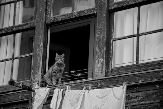 Gato en una ventana con ropa tendida