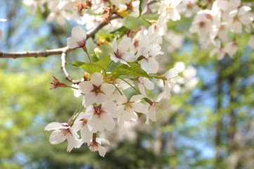 桜