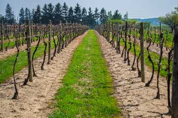 Fototapeta na wymiar Aisle of an exhausted vineyard on a clear day