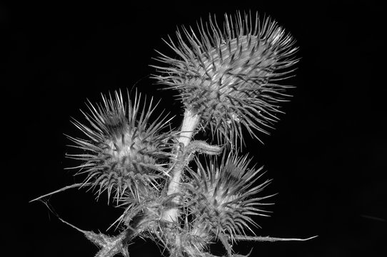 Flores de bardana