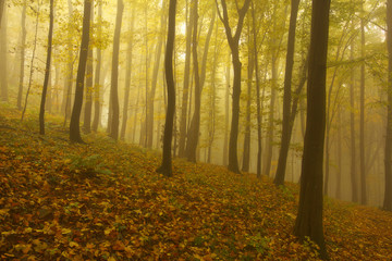 Autumnal Forest in Fog