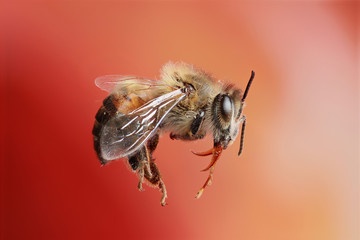 Abelha Brasileira
Este tipo de inseto é muito comum no Cerrado Brasileiro
