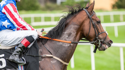 Race horse sweating after a race