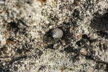 Meeresschnecke
