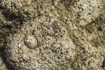 Napfschnecke