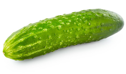 Cucumber