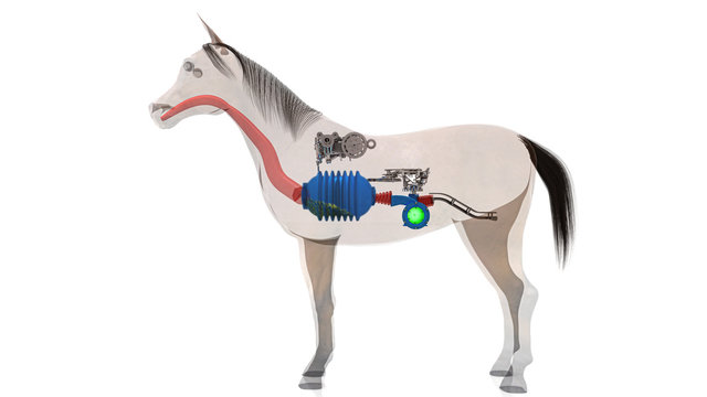 Cavallo, anatomia interna, digestione, stomaco, intestino, funzionamento,