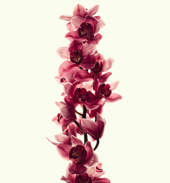 Fototapeta Vintage photo with orchid flowers