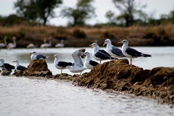 ria formosa