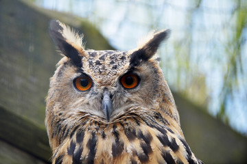  Great owl