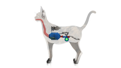 Gatto, anatomia interna, digestione, stomaco, intestino, funzionamento