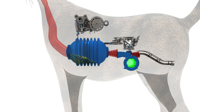 Gatto, anatomia interna, digestione, stomaco, intestino, funzionamento