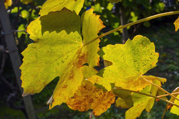 Leaves of Grape
