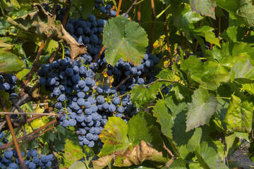 Grape Othello