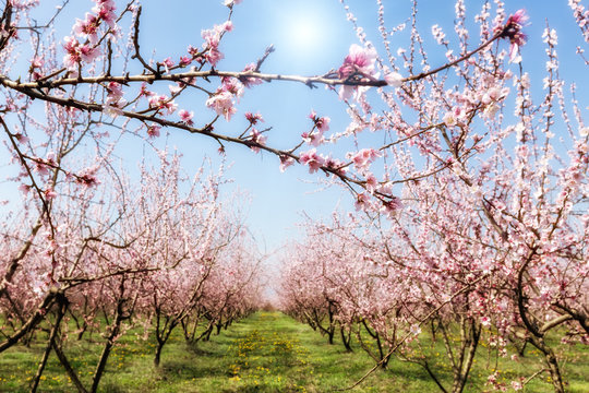 Orchard of peach trees bloomed in spring. Selective focus image
