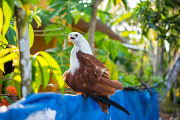 Brahminy kite (Haliastur indus) sits on a fence of a regular house in Alleppey (Kerala). Having these kites as a pet is usual there