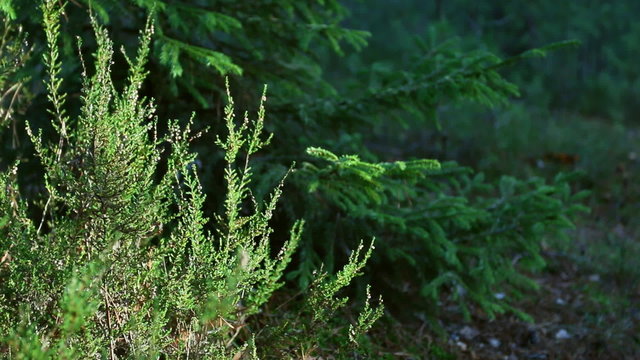 In summer forest heather and pine branches swaying in the wind.