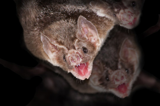 Common vampire bats (Desmodus rotundus)