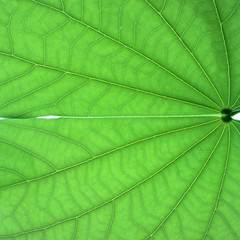 green leaf on a white background