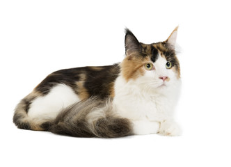 Kuril Bobtail on a white background in studio