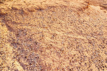 Natural dried riverbed with a lot of shells on Fuerteventura island in Spain
