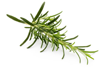 Fototapeta premium Rosemary twig on the isolated white background.