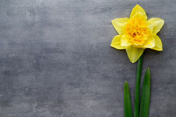 Yellow daffodils on a grey background. Easter greeting card.