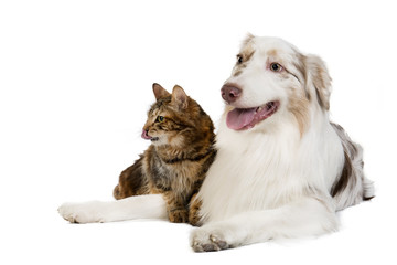 Kuril Bobtail and Australian Shepherd