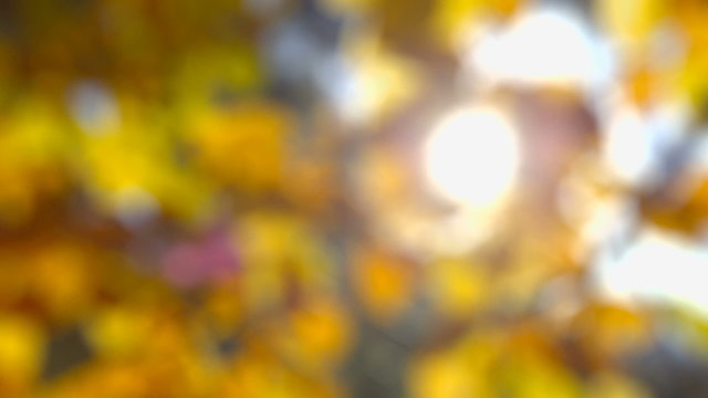Beautiful autumn leaves against the sunlight. The leaves are slightly moving in the wind. The shot is completely defocused. The backlit leaves appear in vivid yellow, orange and bronze autumn colors.