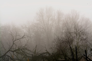 Fototapeta na wymiar Winter mist