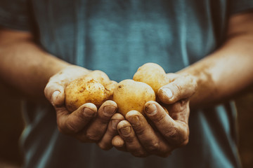 Farmer with potatoes