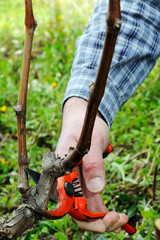 Close-up of a vine grower hand. Prune the vineyard with professional steel scissors. Traditional agriculture. 