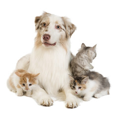 Obraz premium Kuril Bobtail and Australian Shepherd