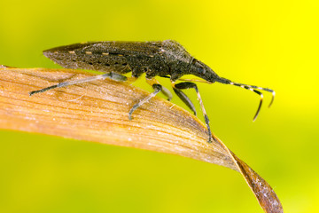 Bug on a leaf, larger than life-size magnification on sensor