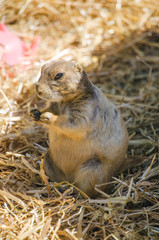 Black-tailed prairie dog
