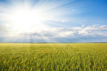 spring landscape - sun in green grass wheat field and blue sky