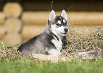 Siberian Husky on the grass in the park