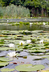 Water lilies in the river.