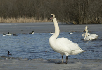 Mute Swan on the ice