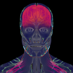 Anatomy brain wire frame. Human head with fine wire mesh detail and vivid colors.