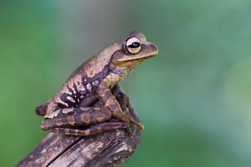 tree frog in tropical Amazon rain forest Peru