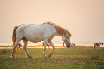 Horses on green field