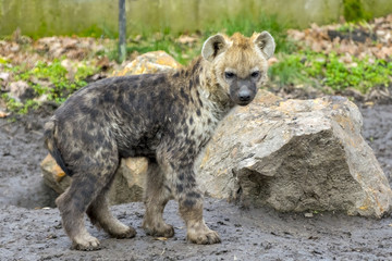 Spotted hyena cub