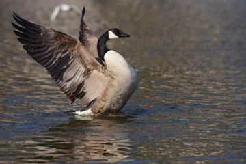 Canada Goose, Branta canadensis