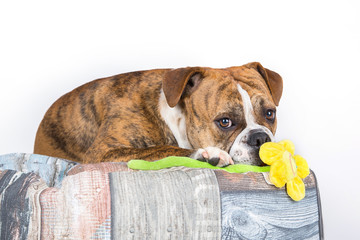 Bulldogge