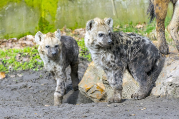 Spotted hyena cub