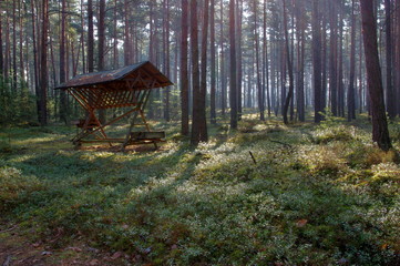 Paśnik. © boguslavus