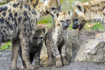 Spotted hyena cub